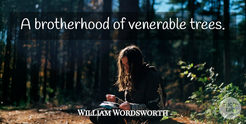 William Wordsworth Quote About Tree, Brotherhood: A Brotherhood Of Venerable Trees...