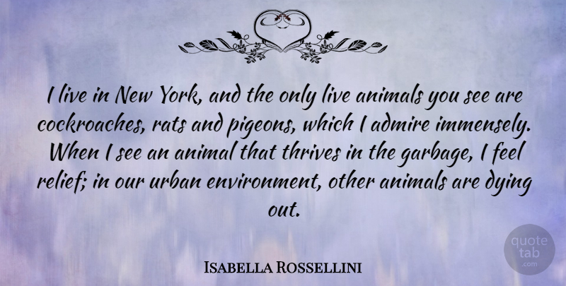 Isabella Rossellini Quote About Admire, Rats, Thrives, Urban: I Live In New York...