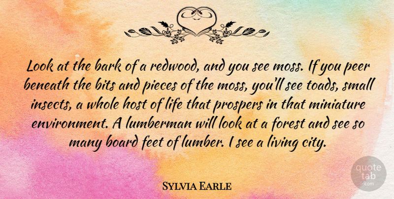 Sylvia Earle Quote About Cities, Feet, Peers: Look At The Bark Of...