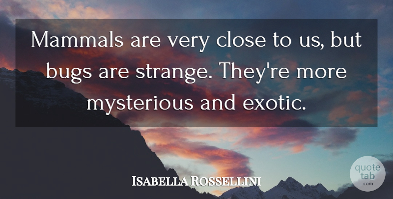 Isabella Rossellini Quote About Bugs, Mammals: Mammals Are Very Close To...
