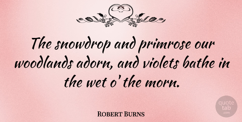 Robert Burns Quote About Flower, Violet, Snowdrops: The Snowdrop And Primrose Our...