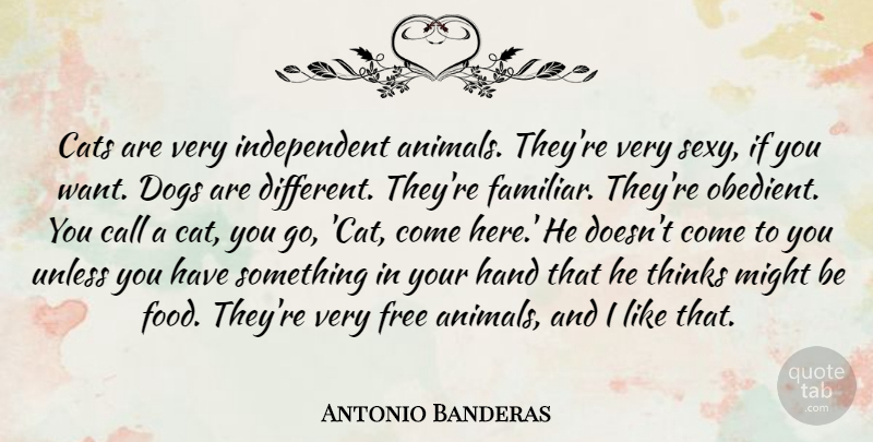 Antonio Banderas Quote About Sexy, Dog, Cat: Cats Are Very Independent Animals...