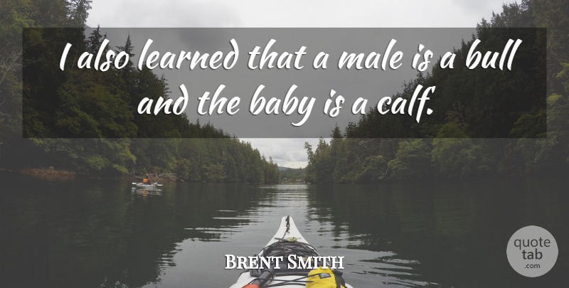 Brent Smith Quote About Baby, Bull, Learned, Male: I Also Learned That A...