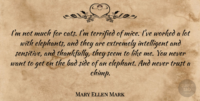 Mary Ellen Mark Quote About Bad, Extremely, Seem, Side, Terrified: Im Not Much For Cats...