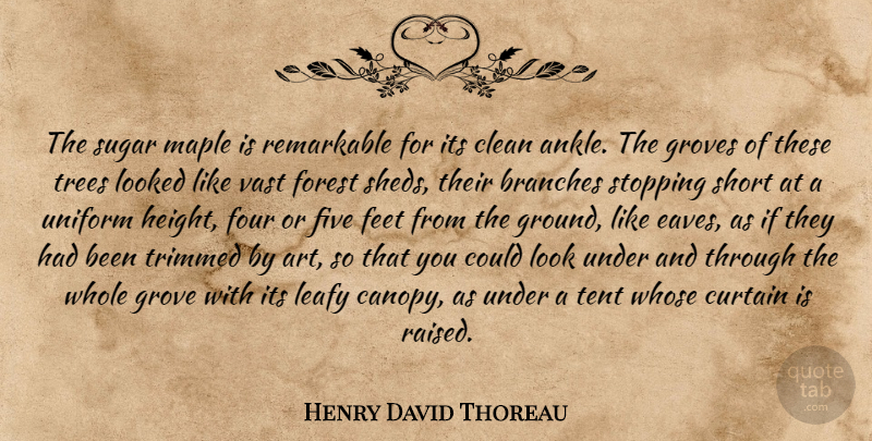 Henry David Thoreau Quote About Art, Feet, Tree: The Sugar Maple Is Remarkable...