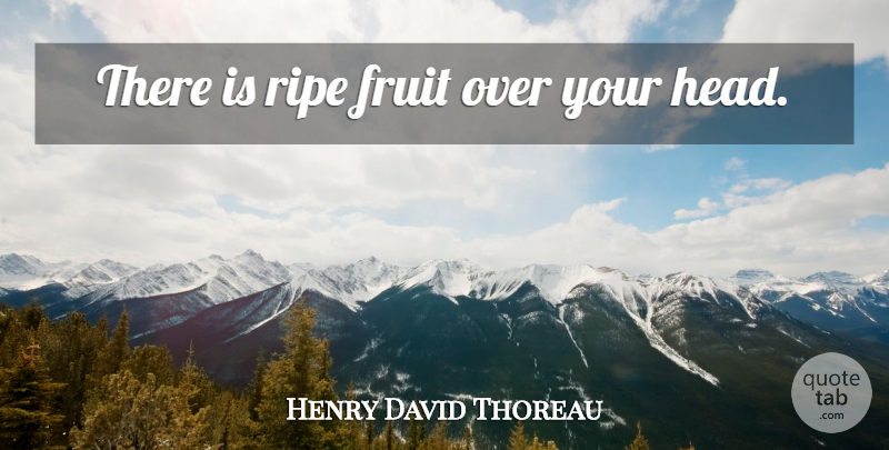 Henry David Thoreau Quote About Over You, Fruit, Ripe Fruit: There Is Ripe Fruit Over...