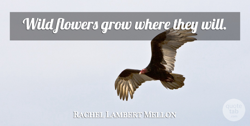 Rachel Lambert Mellon Quote About Flower, Grows: Wild Flowers Grow Where They...